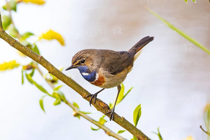 Bluethroat (Luscinia svecica cyanecula) ml Germany
