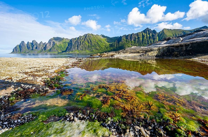 Green algae in a tidal pool, rocky coast of Tungeneset, Devil's Teeth, Okshornan, Ersfjorden, Senja Island, Troms, Norway, Europe