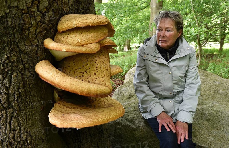 Woman and tree fungus dryad's saddle, dryad's saddle (Cerioporus squamosus), on an old tree trunk