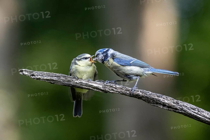 Blue tits (Parus caerulea), feeding young animals, Emsland, Lower Saxony, Germany, Europe
