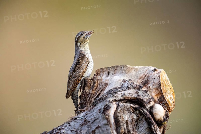Eurasian wryneck (Jynx torquilla) Germany