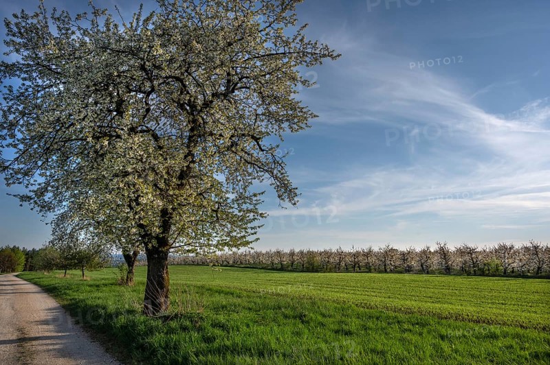 Old flowering cherry tree (Prunus avium), on the right a young, flowering cherry orchard, Franconia, Bavaria, Germany, Europe