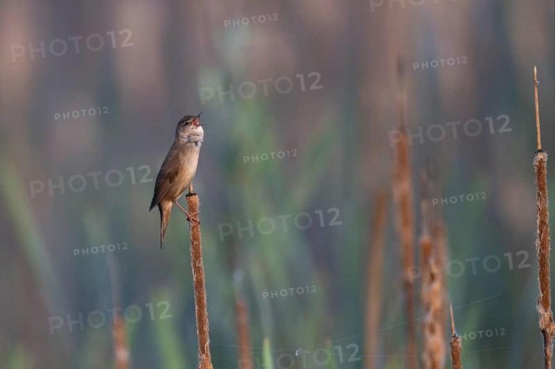 Reed warbler (Locustella luscinioides), Wittlich, RLP, Germany, Europe