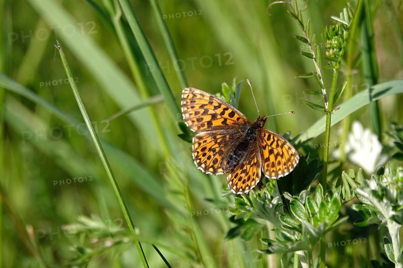 Pearl-bordered moth in a meadow in spring, Germany, Europe