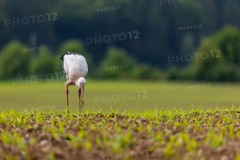 White stork (Ciconia ciconia), farmland, Göggingen, Sigmaringen district, Baden-Württemberg, Germany, Europe