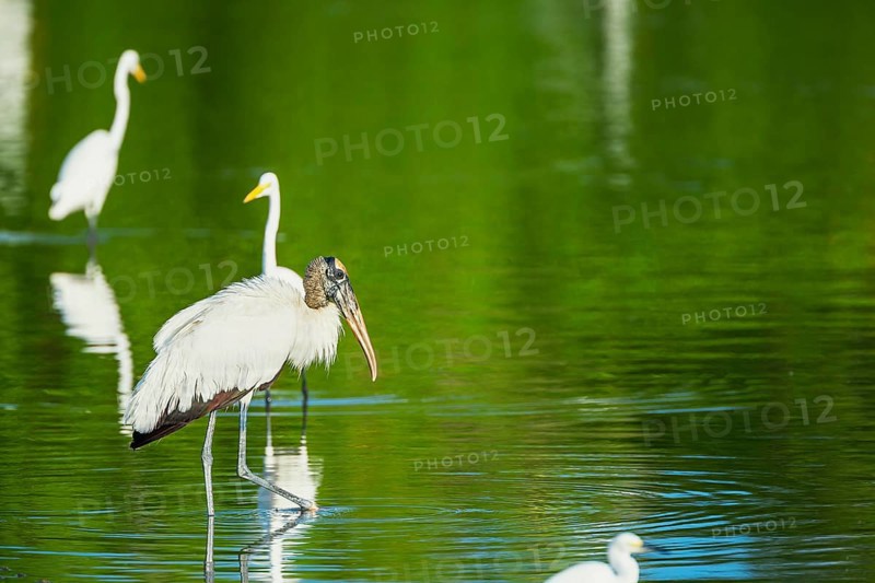 Great white egrets (Ardea alba) and Wood Stork (Mycteria Americana) fishing, Sanibel Island, J.N. Ding Darling National Wildlife Refuge, Florida, USA, North America