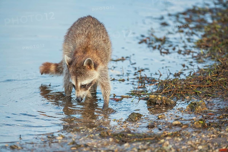 Raccoon (Procyon lotor) looking for food, Sanibel Island, J.N. Ding Darling National Wildlife Refuge, Florida, USA, North America