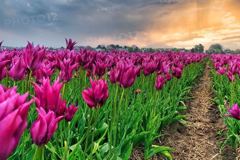 Pink tulips, evening sky, tulip field, Bollenstreek, South Holland, Netherlands
