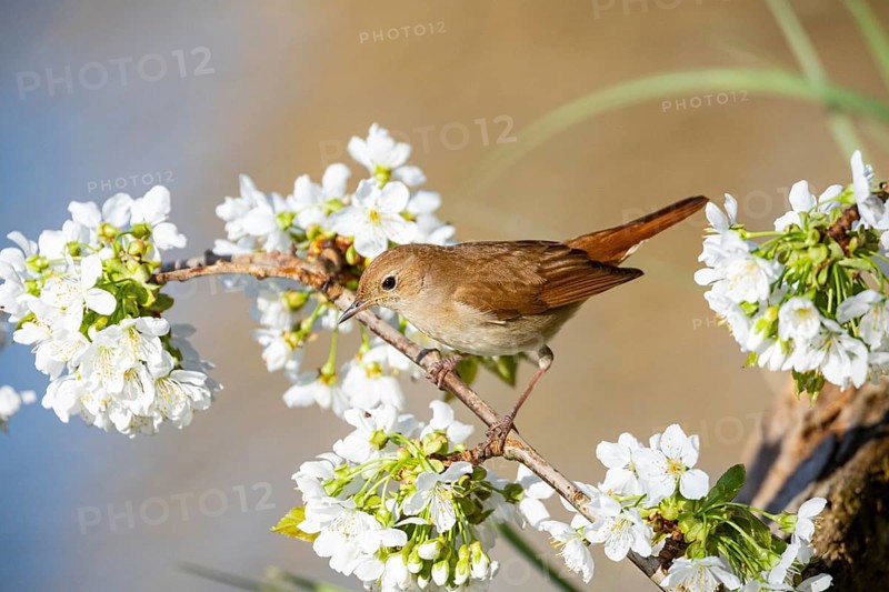 Nightingale (Luscinia megarhynchos) Germany
