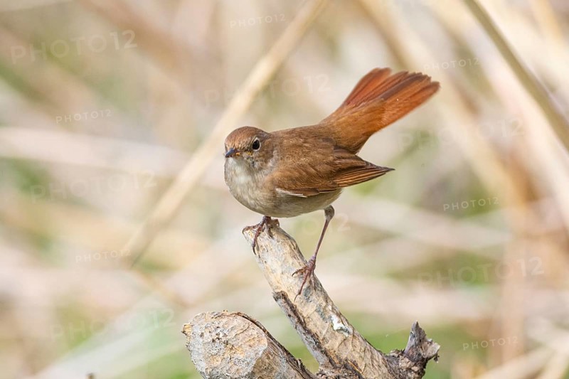 Nightingale (Luscinia megarhynchos) Germany