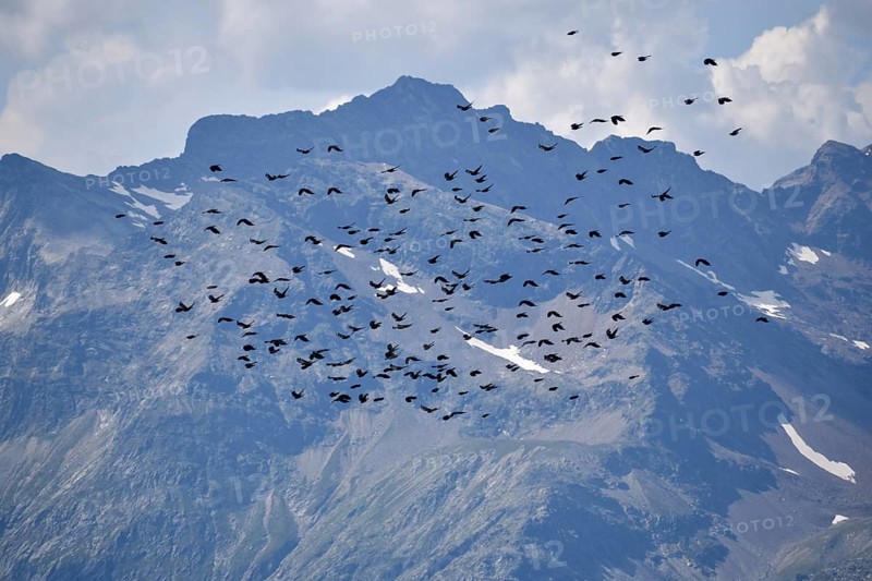 A large flock of alpine choughs (Pyrrhocorax graculus) in flight in front of the mountains of the Deferegger Alps, seen in East Tyrol, Austria, Europe