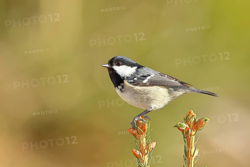 Fir tit (Parus ater), sitting on the top of a young spruce, European spruce (Picea abies), Wilnsdorf, North Rhine-Westphalia, Germany, Europe