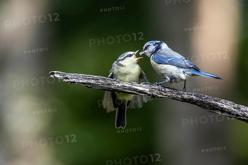 Blue tits (Parus caerulea), feeding young animals, Emsland, Lower Saxony, Germany, Europe