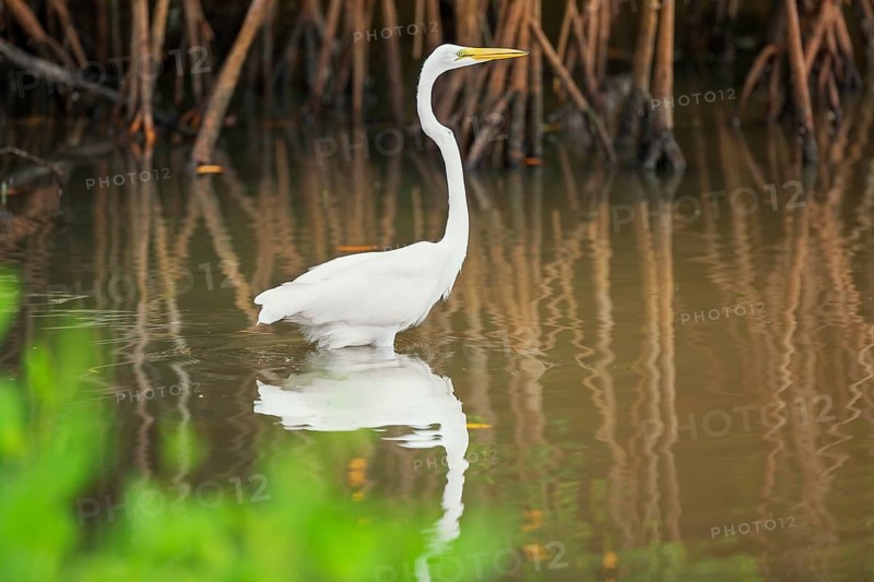 Great white egret (Ardea alba) looking for food, Sanibel Island, J.N. Ding Darling National Wildlife Refuge, Florida, USA, North America