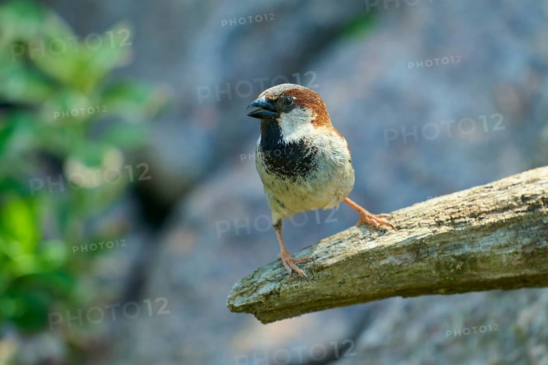 House sparrow (Passer domesticus), sitting on a branch, surrounded by sunlight and natural environment, France, Europe