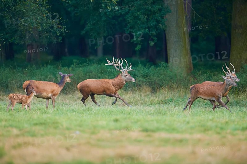 Red deer (Cervus elaphus), group of stags with a fawn and two hinds running across a wide meadow, Germany, Europe