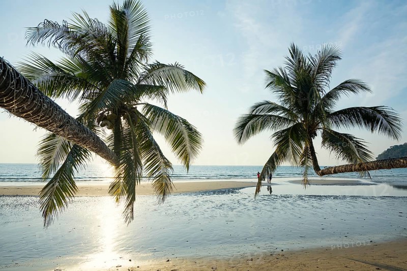 Sandy beach beach with coconut palms, Khlong Chao Beach, sunset, Koh Kood, Koh Kut, Gulf of Thailand, Thailand, Asia