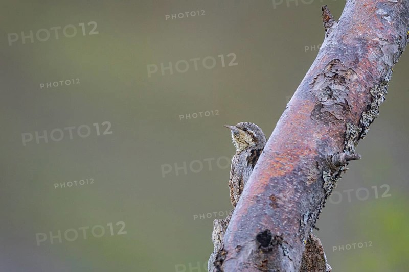 Eurasian wryneck (Jynx torquilla) Germany