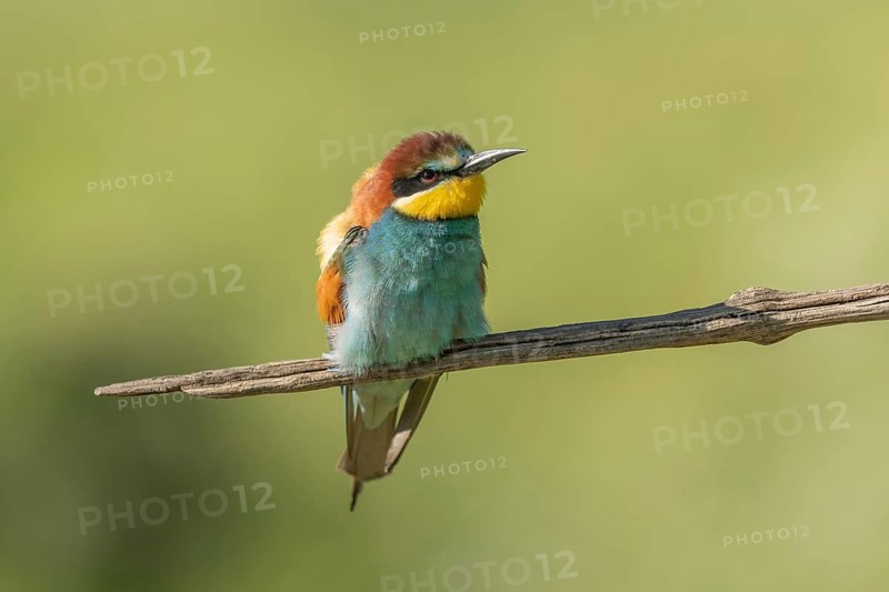 European bee-eater (Merops apiaster) on a branch during the breeding season in spring. Jechtingen, Emmendingen, Kaiserstuhl, Freiburg im Breisgau, Baden-Württemberg, Germany, Europe
