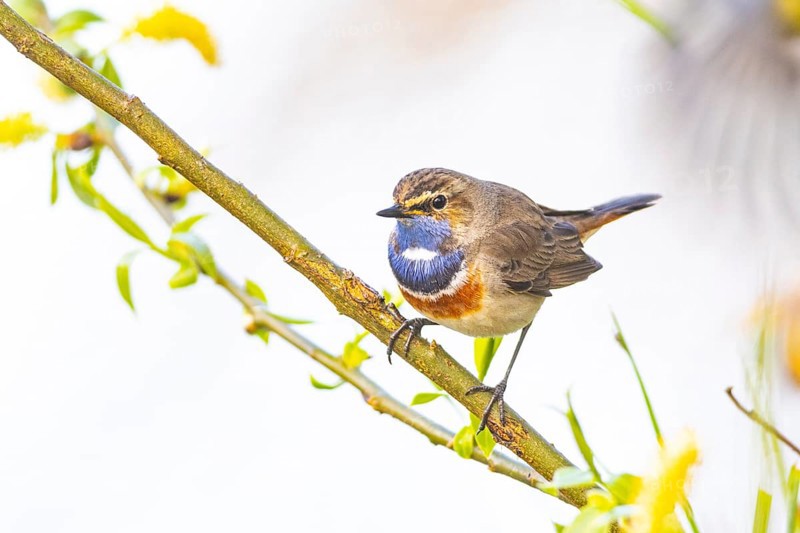 Bluethroat (Luscinia svecica cyanecula) ml Germany
