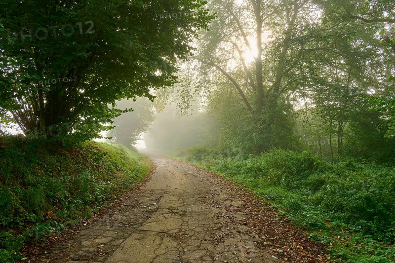 A misty forest path in the morning light, Mönchberg, Miltenberg, Spessart, Bavaria, Germany, Europe