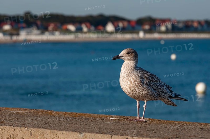 Seagull at the pier of Warnemünde, Mecklenburg-Western Pomerania, Germany, Warnemünde, Mecklenburg-Western Pomerania, Germany, Europe