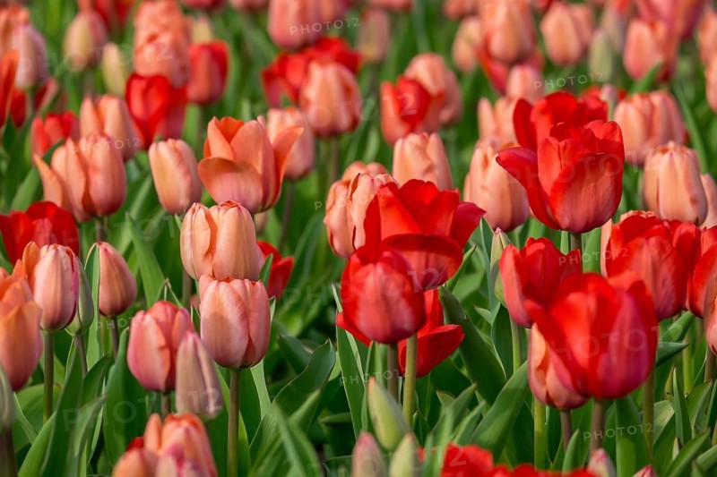 Bed with red and salmon-coloured tulips (Tulpia), Münsterland, North Rhine-Westphalia, Germany, Europe
