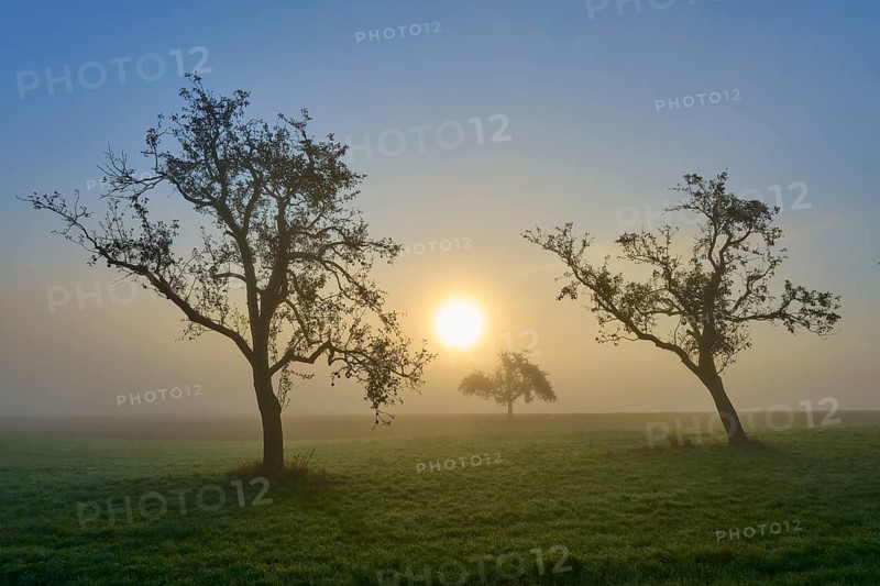 Three orchard trees in a meadow in the morning mist against the sunrise, Mönchberg, Miltenberg, Spessart, Bavaria, Germany, Europe