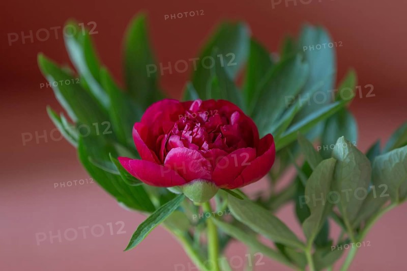 Red peony flower (Paeonia), Bavaria, Germany, Europe
