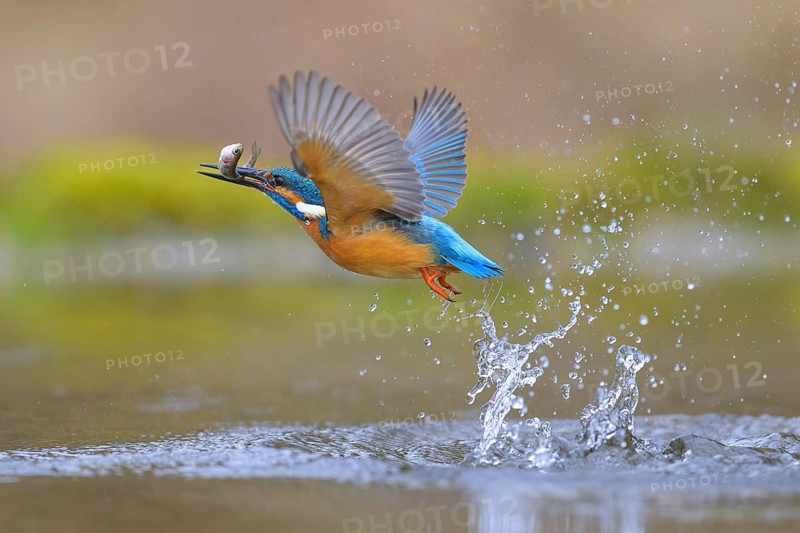 Kingfisher (Alcedo atthis), taking off from the water with a fish in its beak, Lechauen, Bavaria