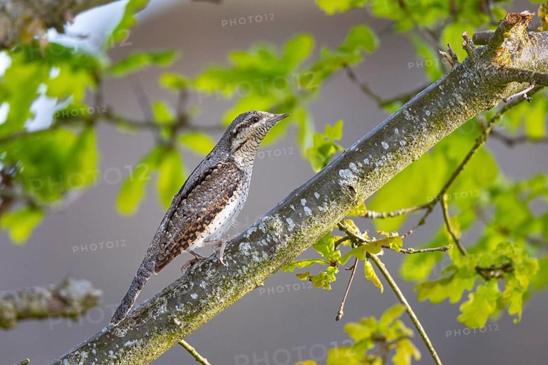 Eurasian wryneck (Jynx torquilla) Germany