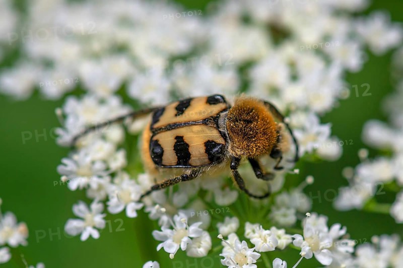Brush beetle (Trichius) on a goutweed flower, Bavaria, Germany, Europe