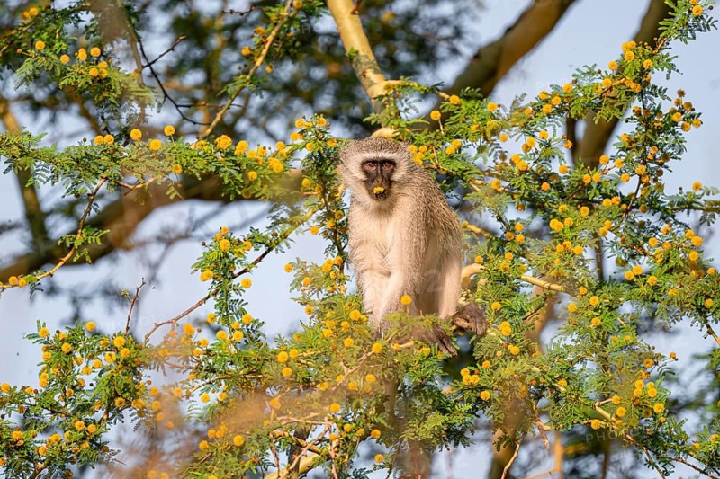 Southern vervet monkey (Chlorocebus pygerythrus) sitting in a flowering tree, eating yellow flowers of an acacia tree, Kruger National Park, South Africa, Africa