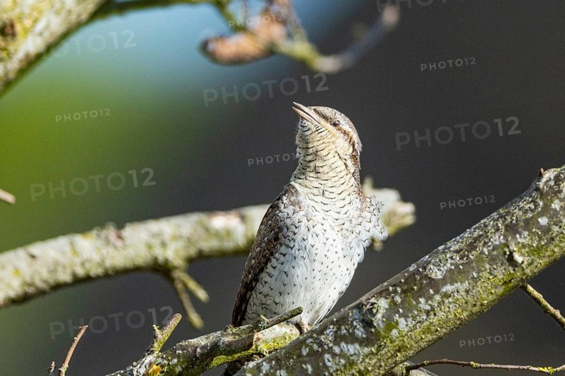 Eurasian wryneck (Jynx torquilla) Germany