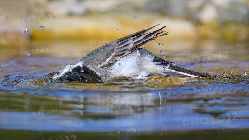 White wagtail (Motacilla alba), male bathing, biosphere reserve, Swabian Alb, Baden-Württemberg, Germany, Europe