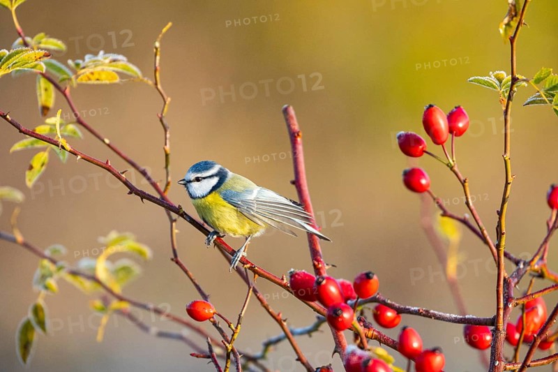 Blue tit (Parus caeruleus) Germany
