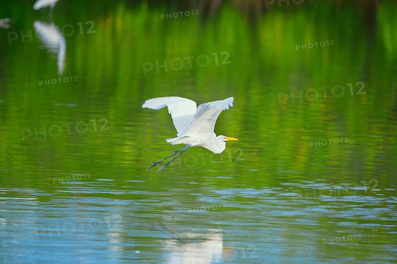 Great white egret (Ardea alba) in flight, Sanibel Island, J.N. Ding Darling National Wildlife Refuge, Florida, USA, North America