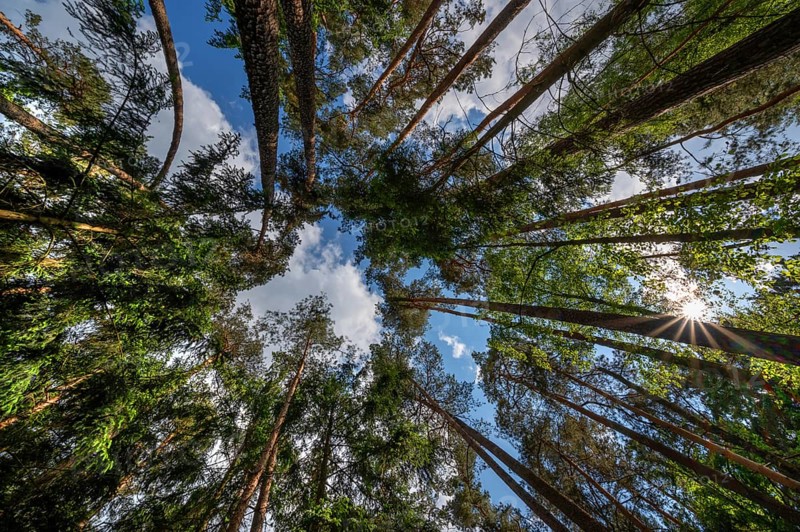Pine forest (Pinus sylvestris), with sun star, Franconia, Bavaria, Germany, Europe