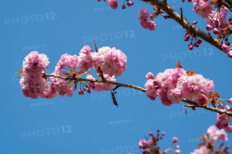 Japanese flowering cherry (Prunus serrulata), cherry blossom branch, Rombergpark, Dortmund, North Rhine-Westphalia, Germany, Europe