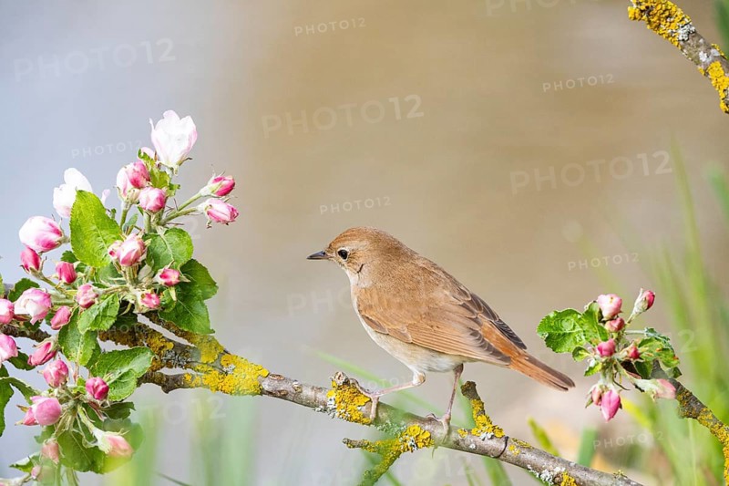 Nightingale (Luscinia megarhynchos) Germany