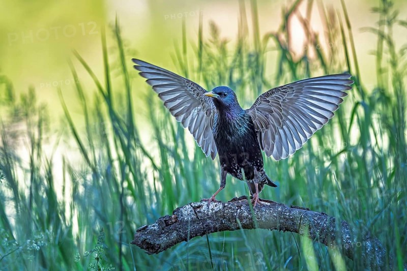 Starling (Sturnus vulgaris), also known as Common starling, approaching, wings spreading, foraging, Middle Elbe River Landscape, Middle Elbe Biosphere Reserve, Saxony-Anhalt, Germany, Europe