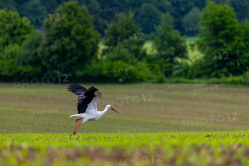 White stork (Ciconia ciconia), farmland, Göggingen, Sigmaringen district, Baden-Württemberg, Germany, Europe