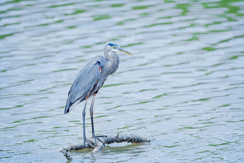 Great blue heron (Ardea herodias) looking for food, Sanibel Island, J.N. Ding Darling National Wildlife Refuge, Florida, USA, North America