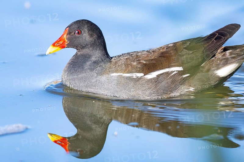 Moorhen (Gallinula chloropus) ml Germany