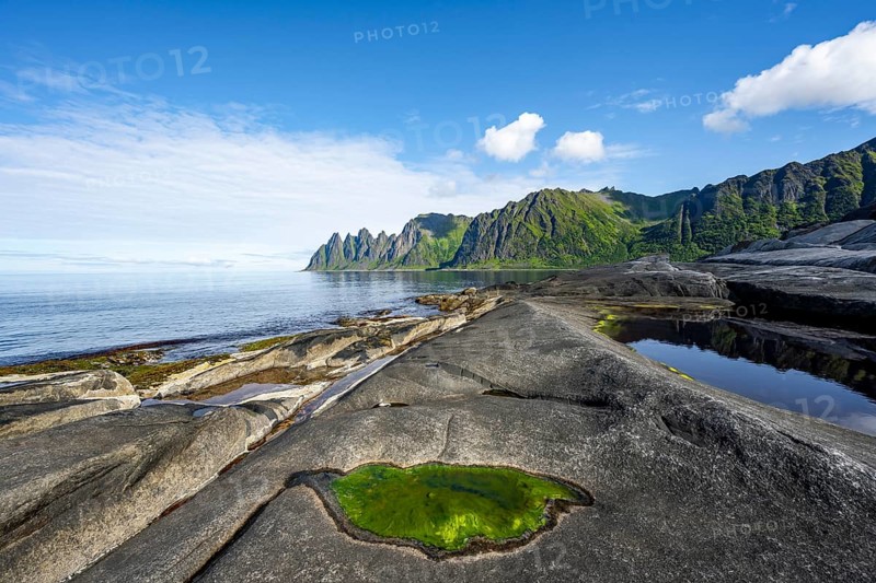 Green algae in a tidal pool, rocky coast of Tungeneset, Devil's Teeth, Okshornan, Ersfjorden, Senja Island, Troms, Norway, Europe
