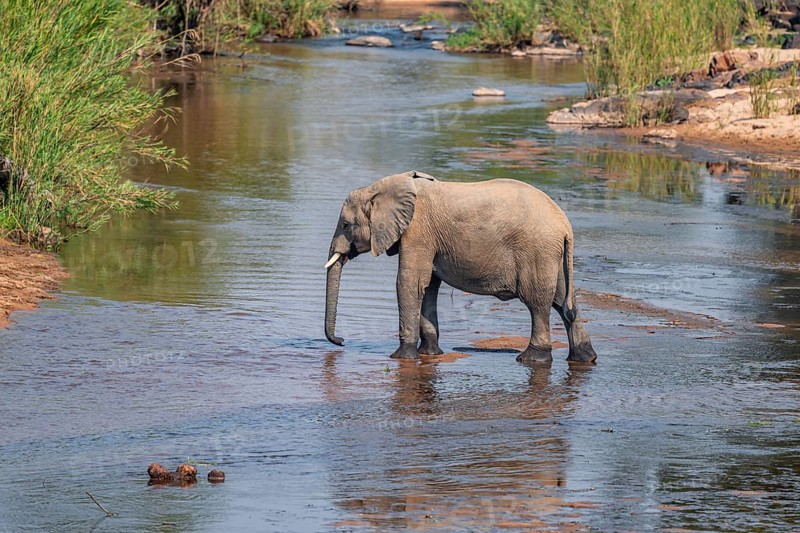 African elephant (Loxodonta africana), single elephant drinking at the river, Kruger National Park, South Africa, Africa