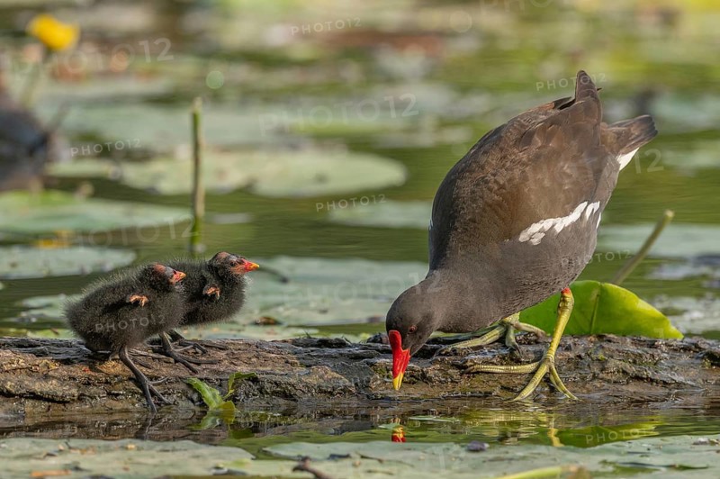 A common moorhen (Gallinula chloropus) provides food for its two-week-old young owl. Bas rhin, Alsace, grand est, France, Europe