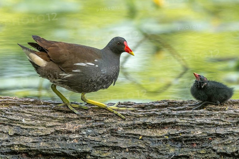 A common moorhen (Gallinula chloropus) provides food for its two-week-old young owl. Bas rhin, Alsace, grand est, France, Europe