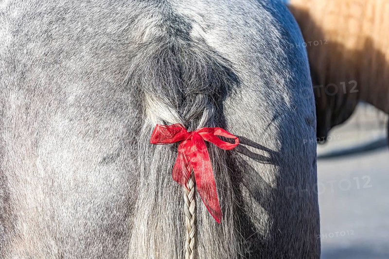 Artfully braided ponytail of a grey horse. The red ribbon is a subtle warning. The horse tends to lash out. Baden-Württemberg, Germany, Europe