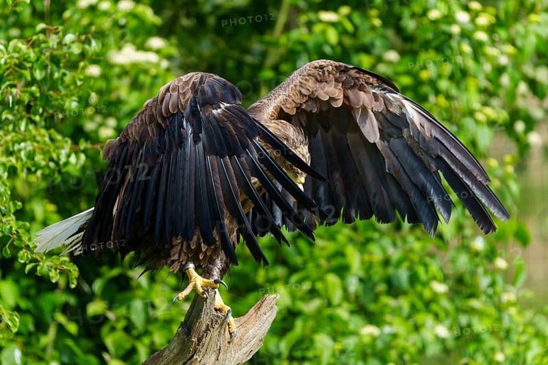 An eagle stands with its wings spread, its back to the camera, White-tailed Eagle (Haliaeetus albicilla), France, Europe